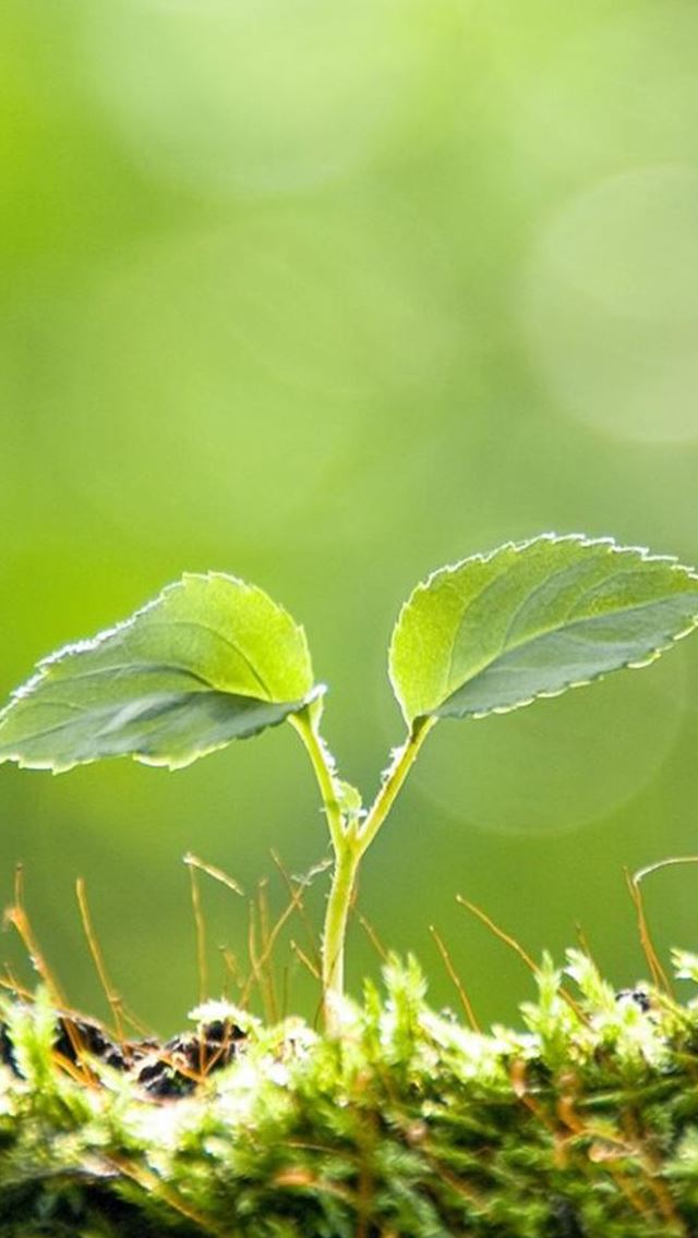 640x1136 Vitality Plant Bud Macro - bokeh iPhone Wallpaper
