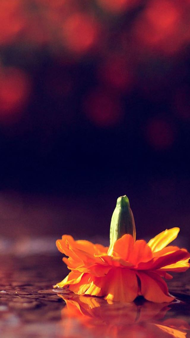 640x1136 Falling Flower On Ground - bokeh iPhone Wallpaper