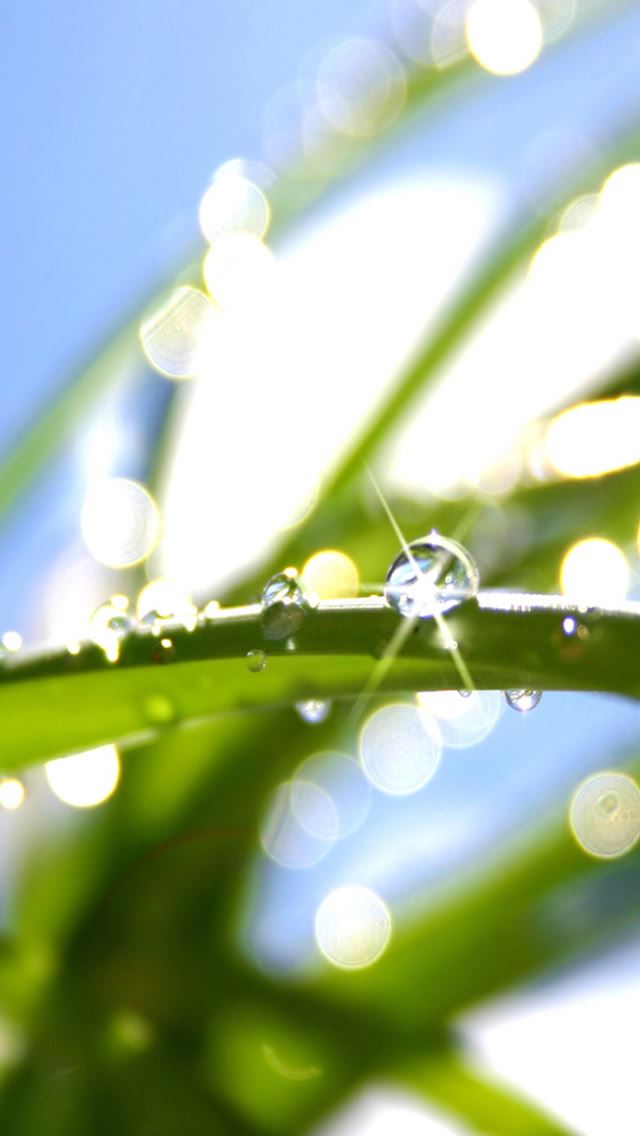 640x1136 Sparkling Dew On Green Leaf - water drop iPhone Wallpaper
