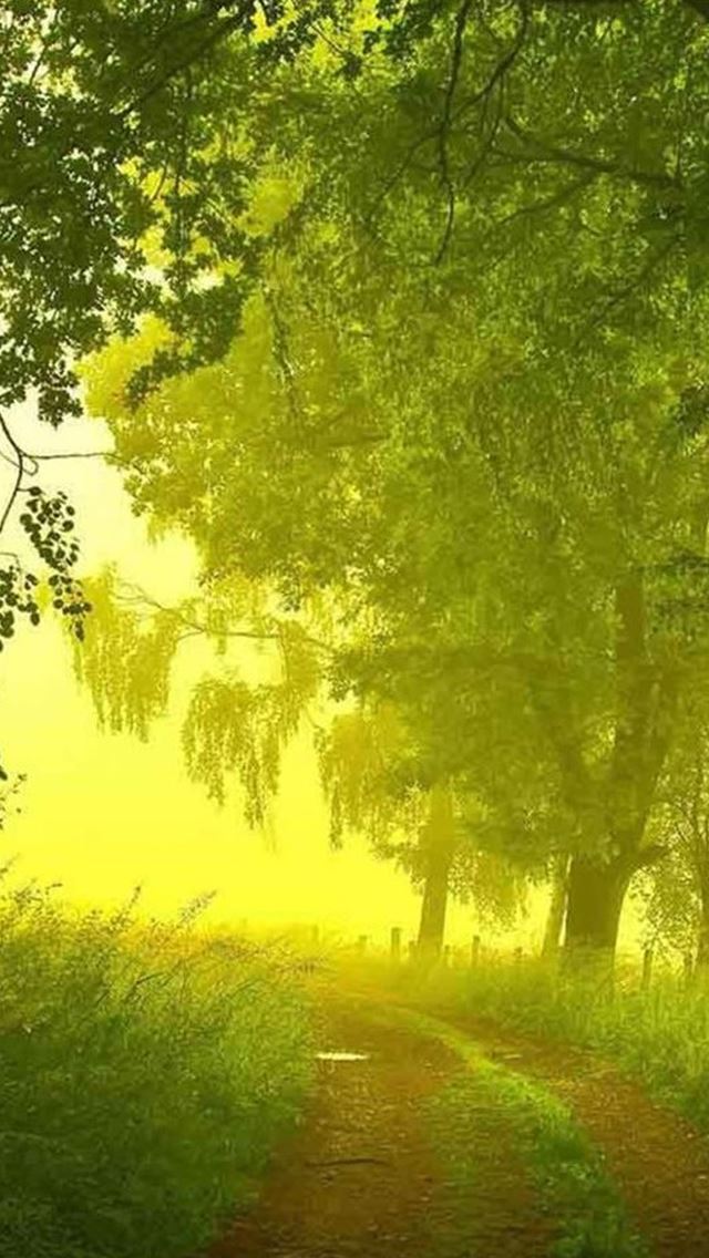 640x1136 Nature Mist Forest Path - path iPhone Wallpaper