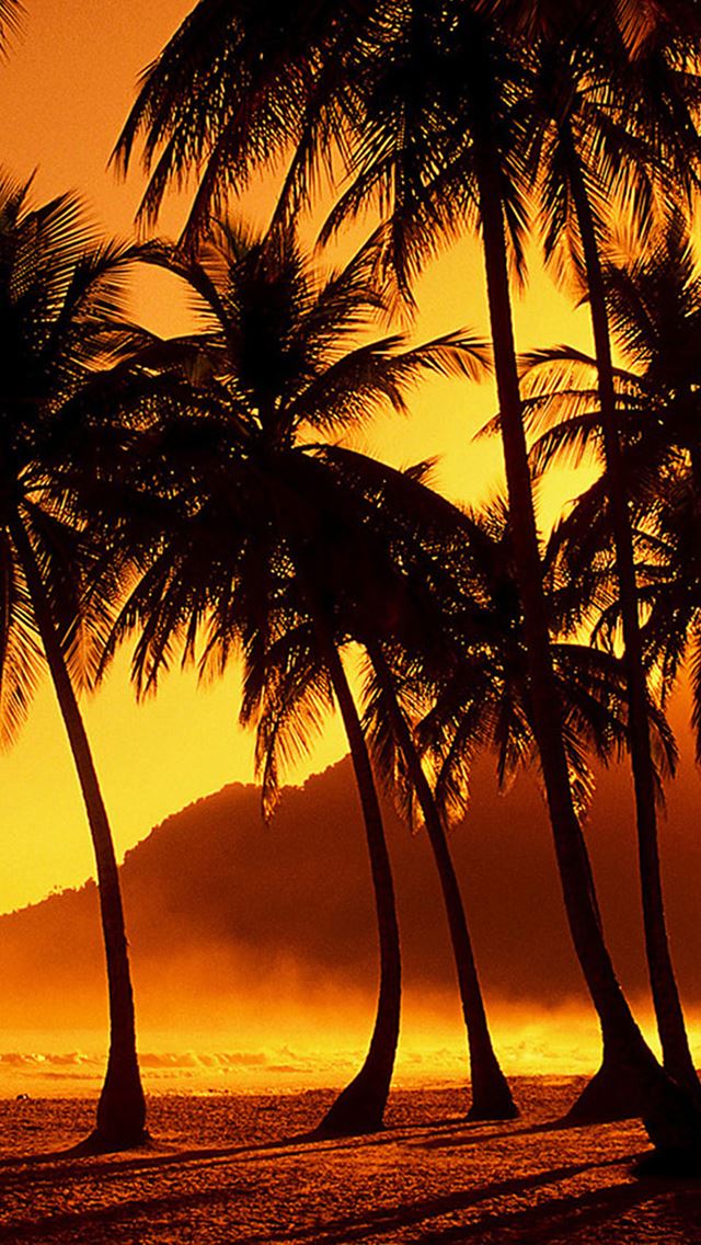 640x1136 Nature Golden Sunset Palm Beach -  iPhone Wallpaper
