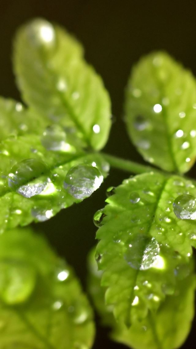 640x1136 Mimosa Leaf Waterdrop Macro - dew iPhone Wallpaper