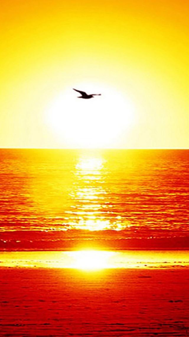 640x1136 Golden Sunset Over Beach Ocean - golden iPhone Wallpaper