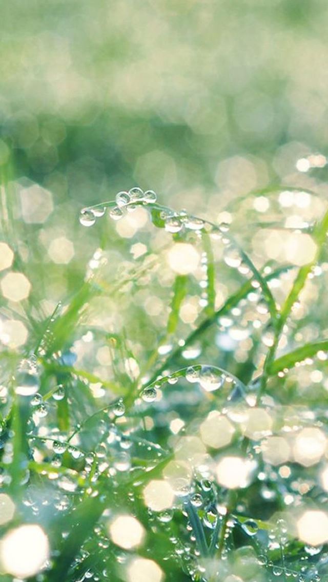 640x1136 Dew Grassland Bokeh Background - dew iPhone Wallpaper