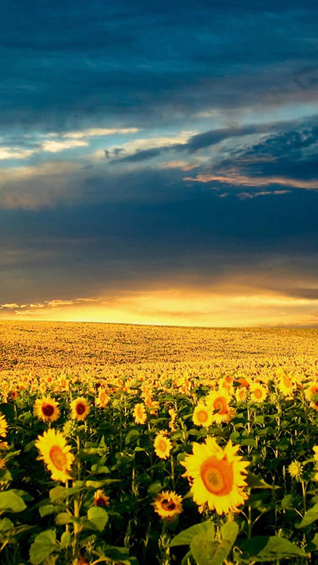 640x1136 Nature Vast Sunflower Field Landscape - skyscape iPhone Wallpaper