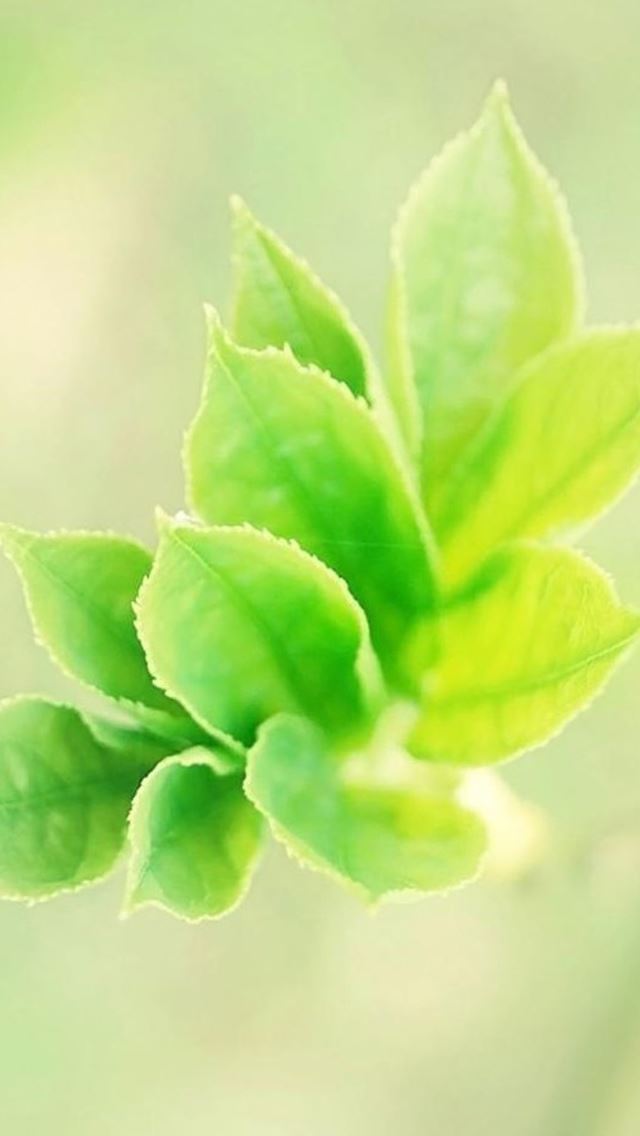 640x1136 Fresh Bright Cyan Branch Leaf - branch iPhone Wallpaper