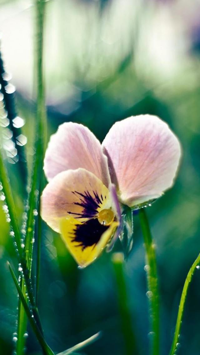 640x1136 Vitality Butterfly Flower Macro Bokeh - bokeh iPhone Wallpaper