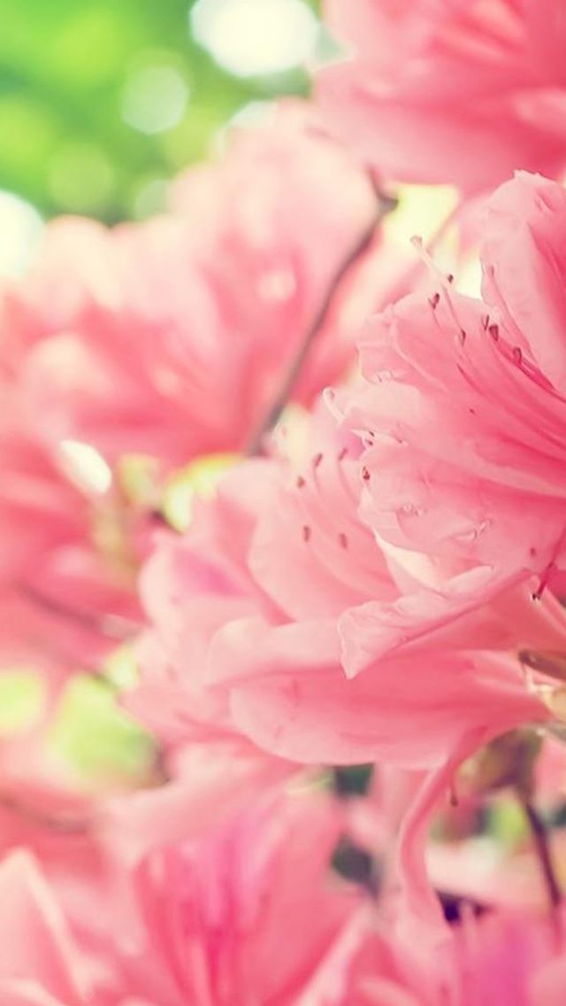 640x1136 Nature Bright Pink Blossom Bunch - blossom iPhone Wallpaper