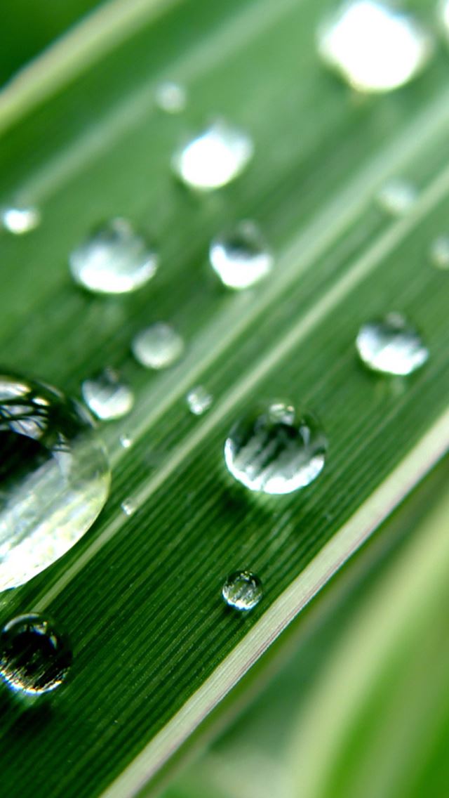 640x1136 Crystal Water Droplet On Leaf Macro - water drop iPhone Wallpaper