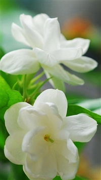 Elegant Jasmine Flower Macro wallpaper