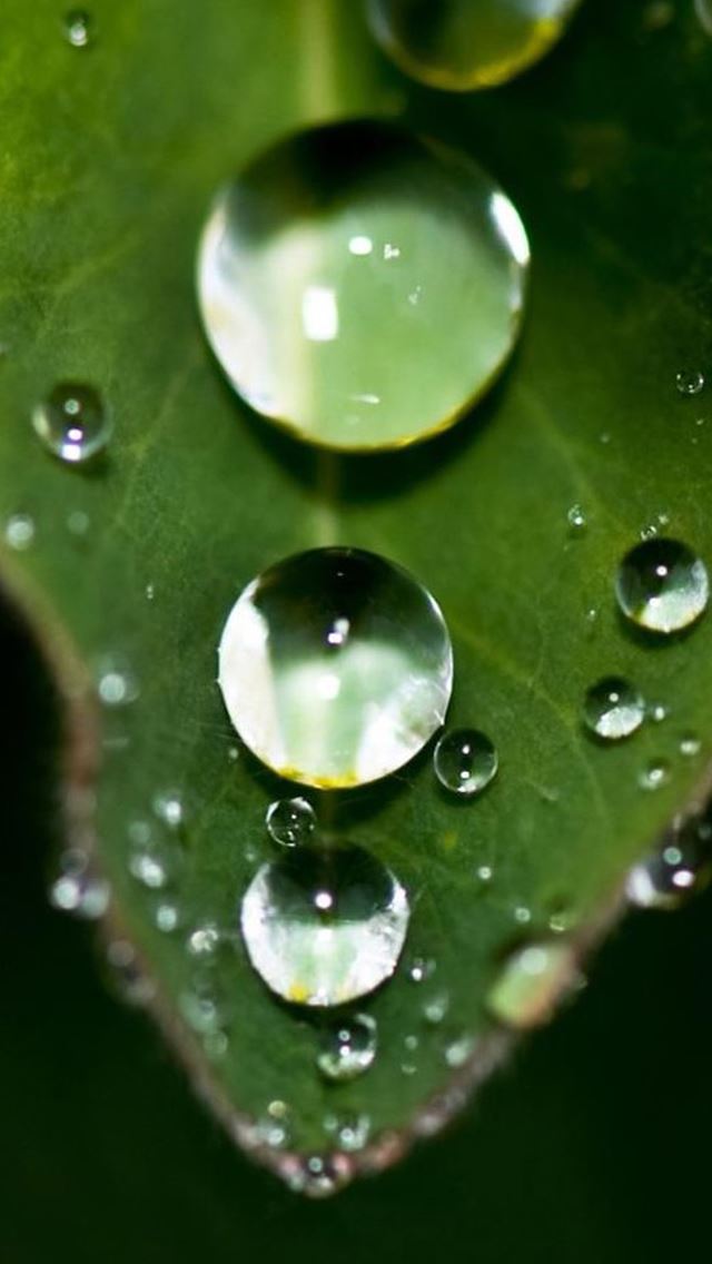 640x1136 Crystal Droplet On Leaf - dew iPhone Wallpaper