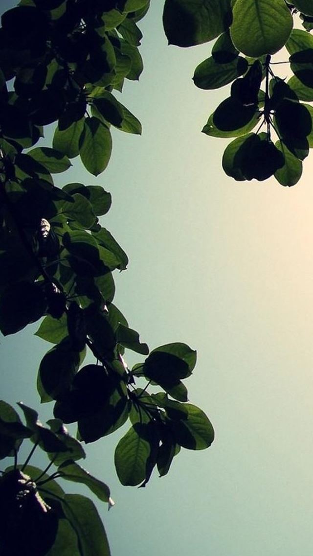 640x1136 Sunny Bright Green Leaf Branch - branch iPhone Wallpaper