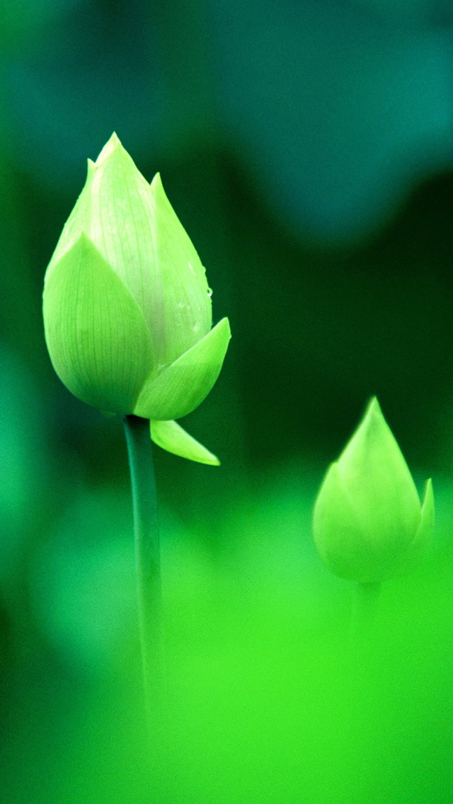 Fresh Green Lotus Bud Macro Bokeh iPhone wallpaper 