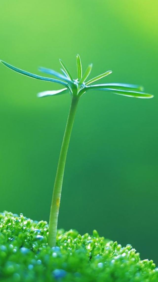 640x1136 Nature Fresh Plant Bud Macro - macro iPhone Wallpaper