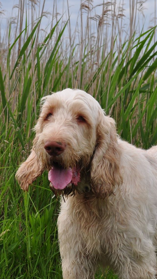640x1136 Italian Spinone Wirehaired Hunting Breed Dog - hunting iPhone Wallpaper