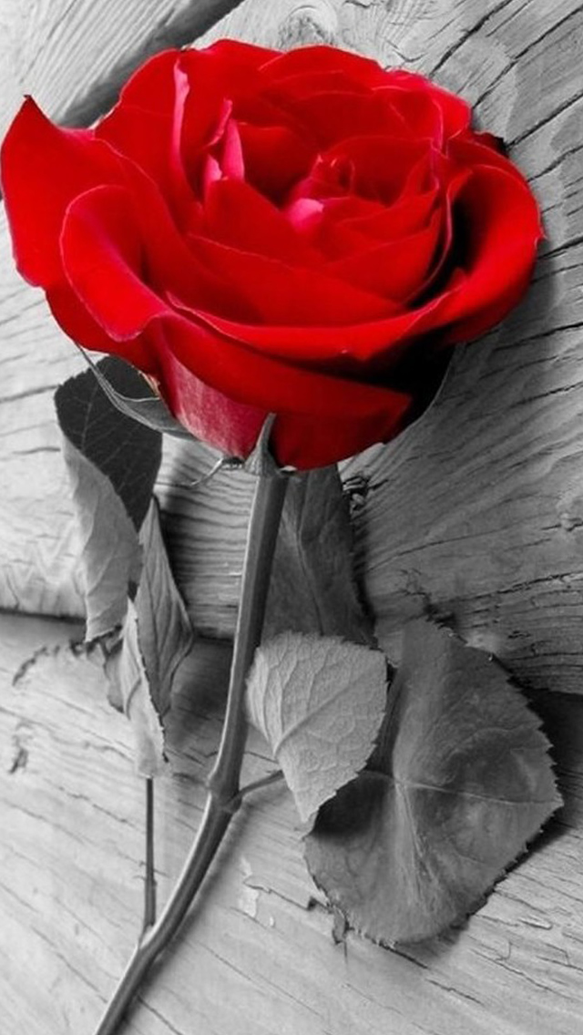 Elegant Red Rose Branch On Wood iPhone Wallpapers Free Download