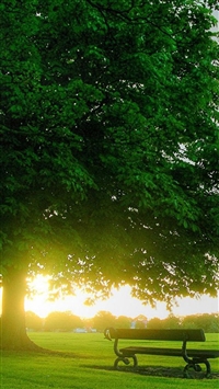 Sunny Huge Green Tree Bench  wallpaper