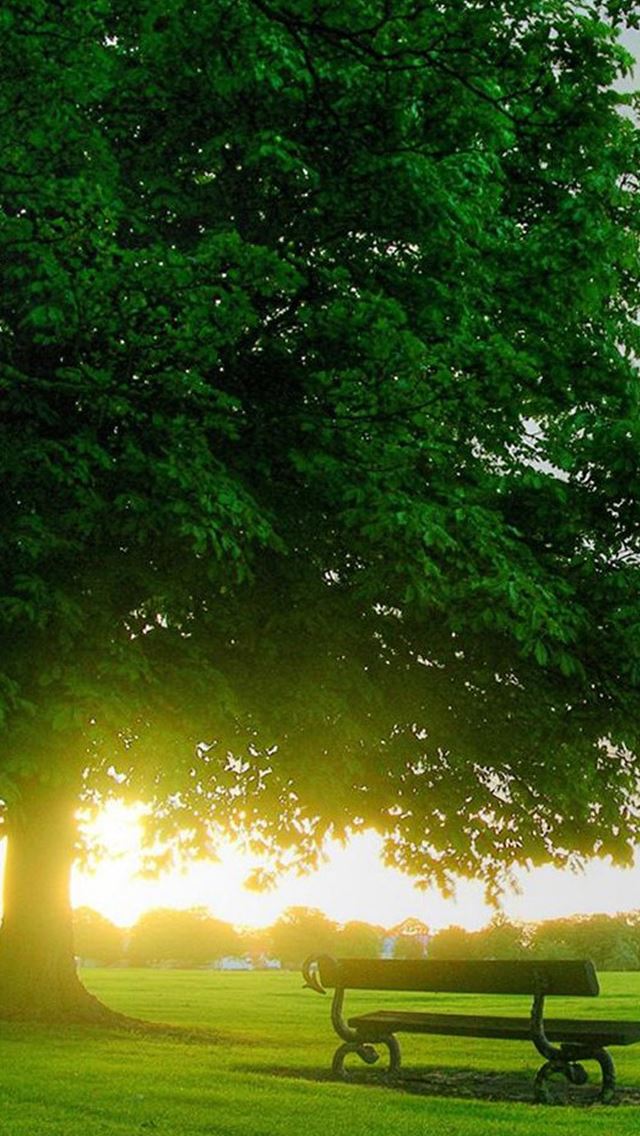 640x1136 Sunny Huge Green Tree Bench  - huge iPhone Wallpaper
