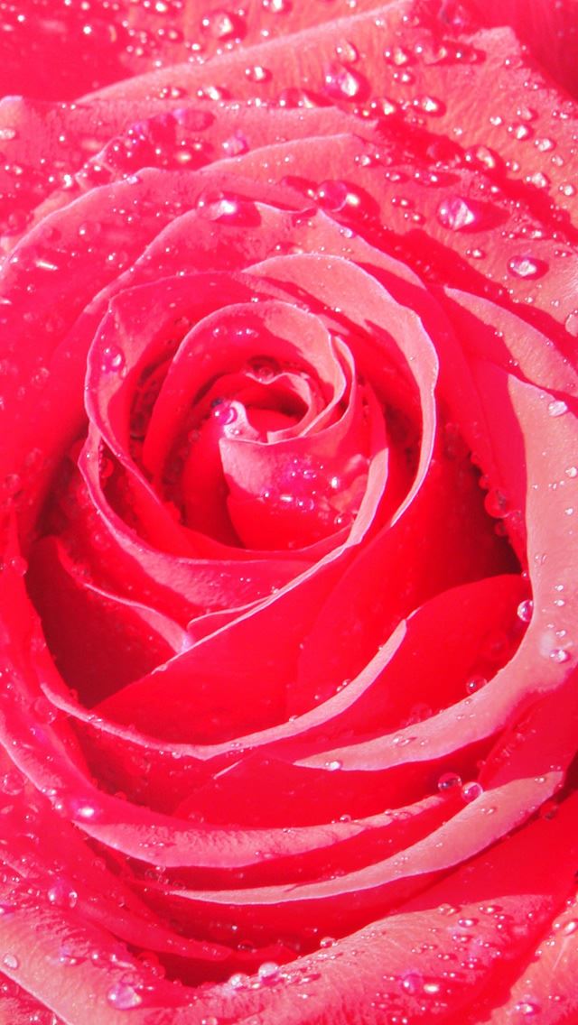 640x1136 Macro Dew Droplet On Pink Rose - droplet iPhone Wallpaper