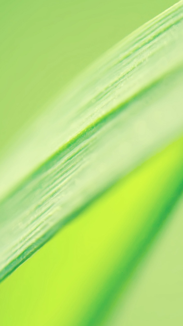 Pure Clean Green Leaf Macro iPhone wallpaper 