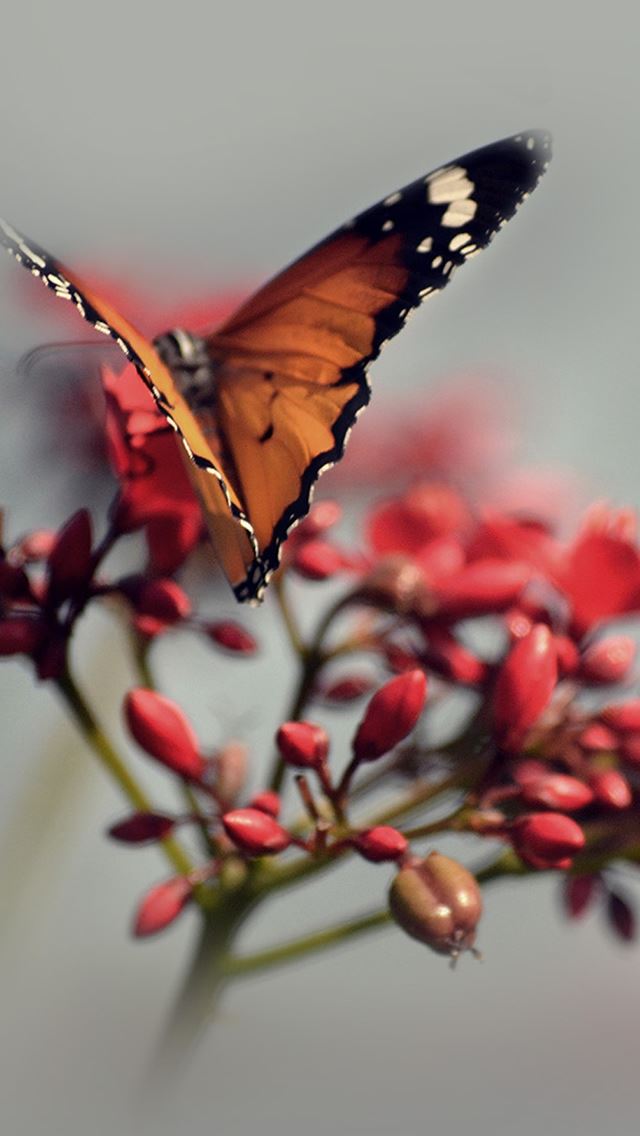 640x1136 Nature Butterfly Red Flower Bokeh Macro - bokeh iPhone Wallpaper