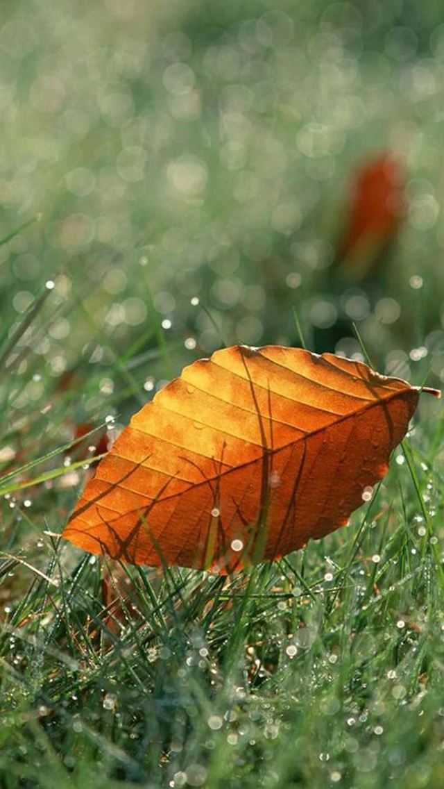 640x1136 Macro Orange Leaf On Dew Grassland - bokeh iPhone Wallpaper
