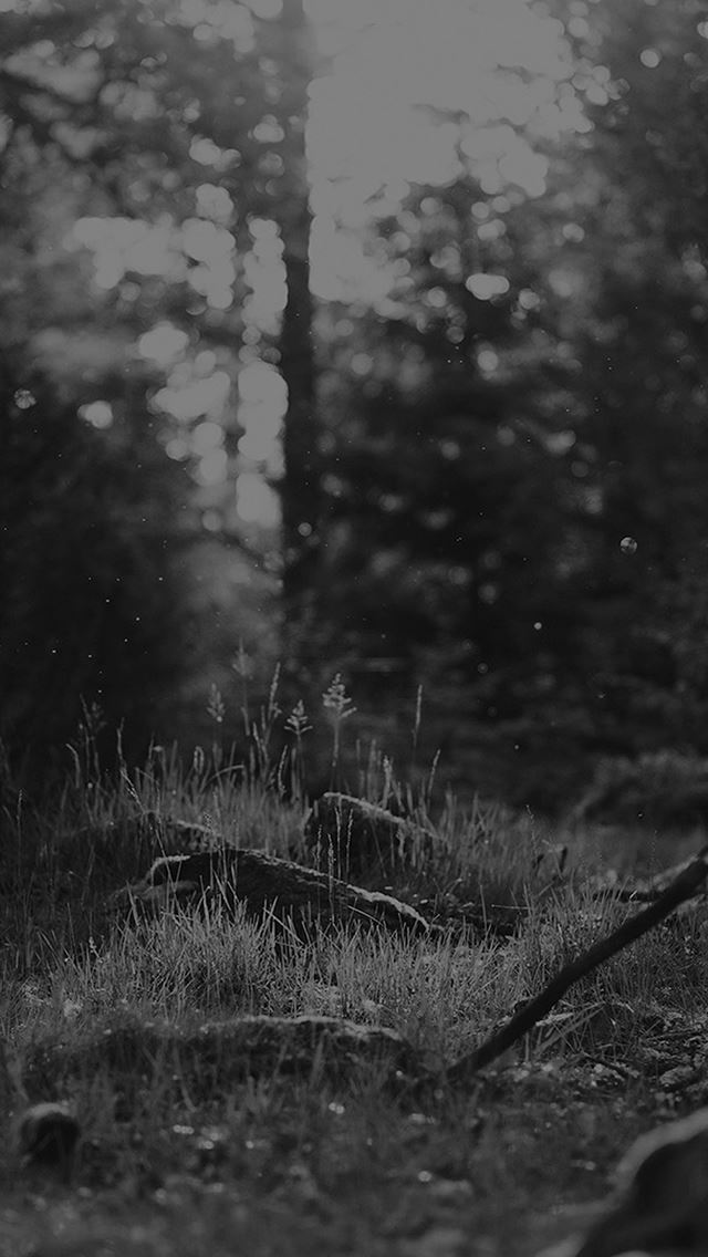 640x1136 Nature Black Forest Landscape At Dawn - forest iPhone Wallpaper