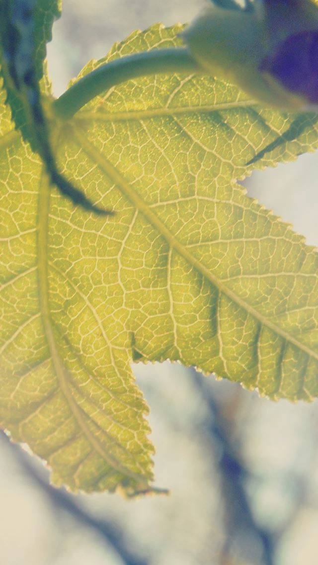 640x1136 Nature Shine Tree Leaf Macro -  iPhone Wallpaper