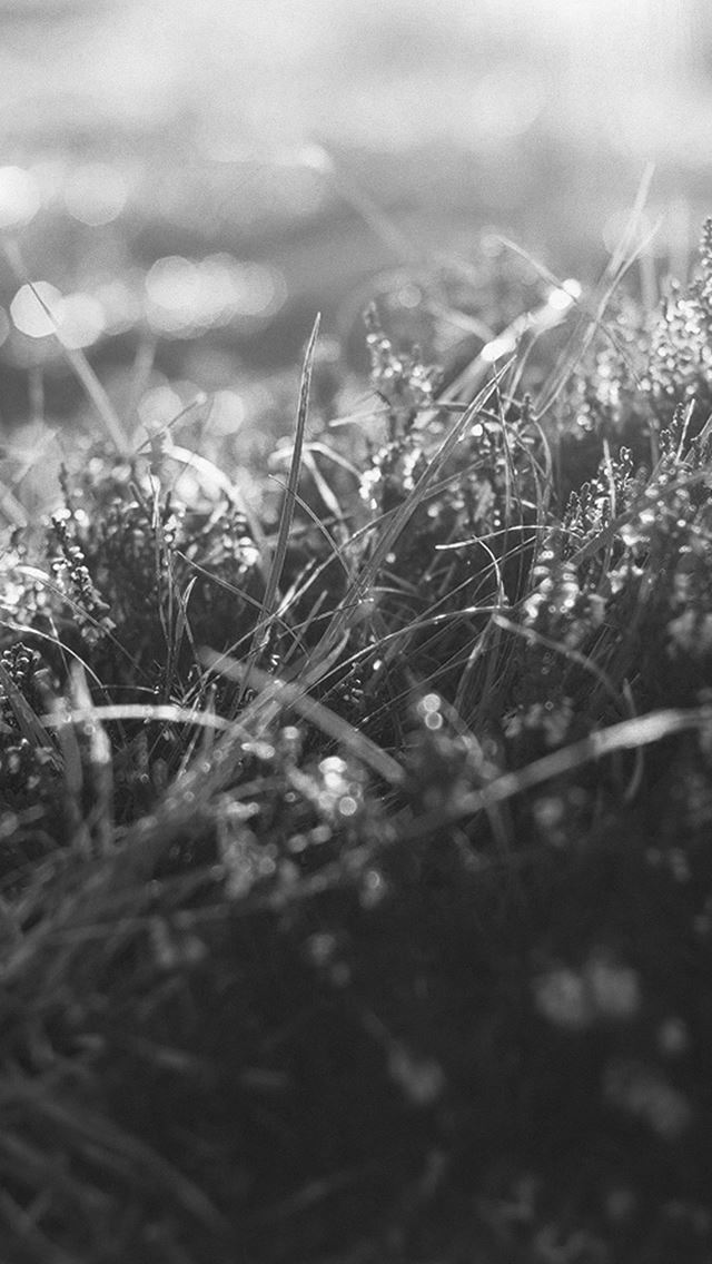 640x1136 Nature Dark Sunrise Grassland Bokeh - bokeh iPhone Wallpaper