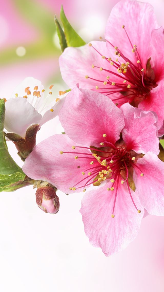 640x1136 Spring Plum Blossom Branch Macro - beautiful iPhone Wallpaper