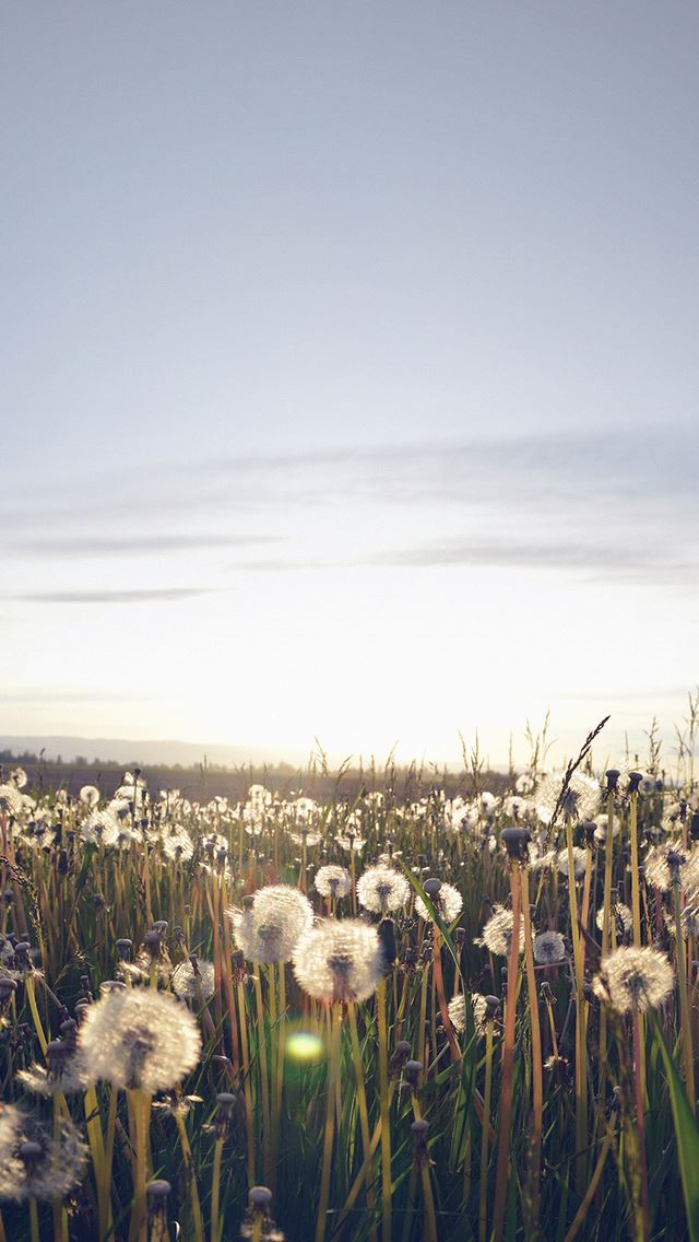 640x1136 Nature Love Flower Dandelion Field - sunlight iPhone Wallpaper