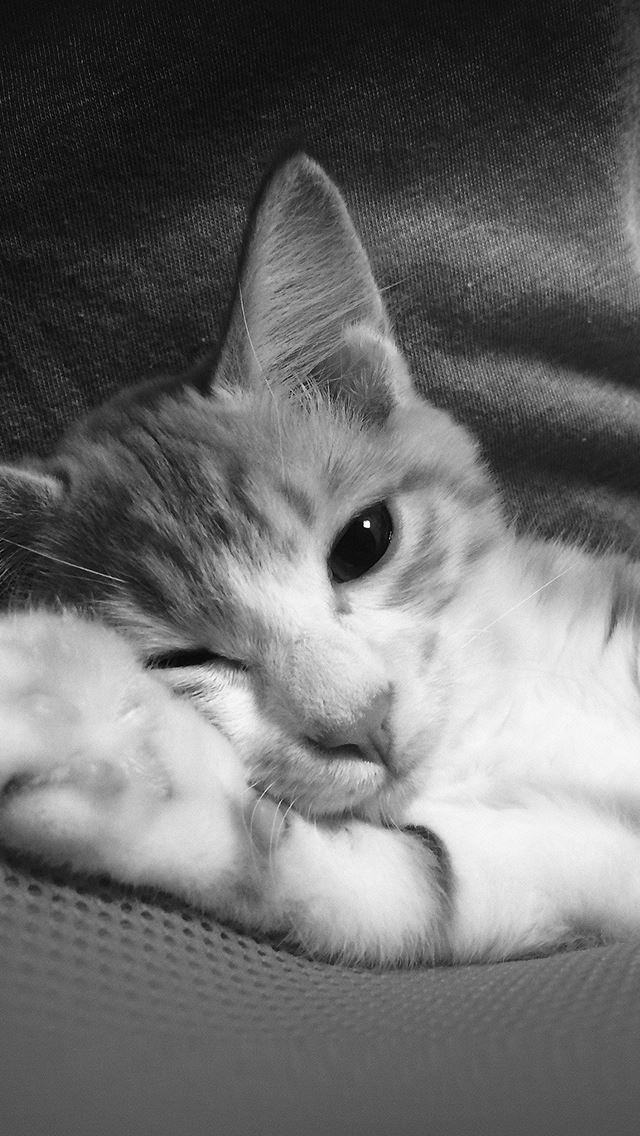 640x1136 Cute Lazy Cat Animal Dark -  iPhone Wallpaper