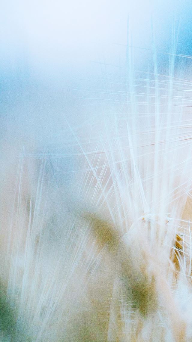 640x1136 Wheat Rice Leaf Nature Background Flower Bokeh Blur - pure iPhone Wallpaper