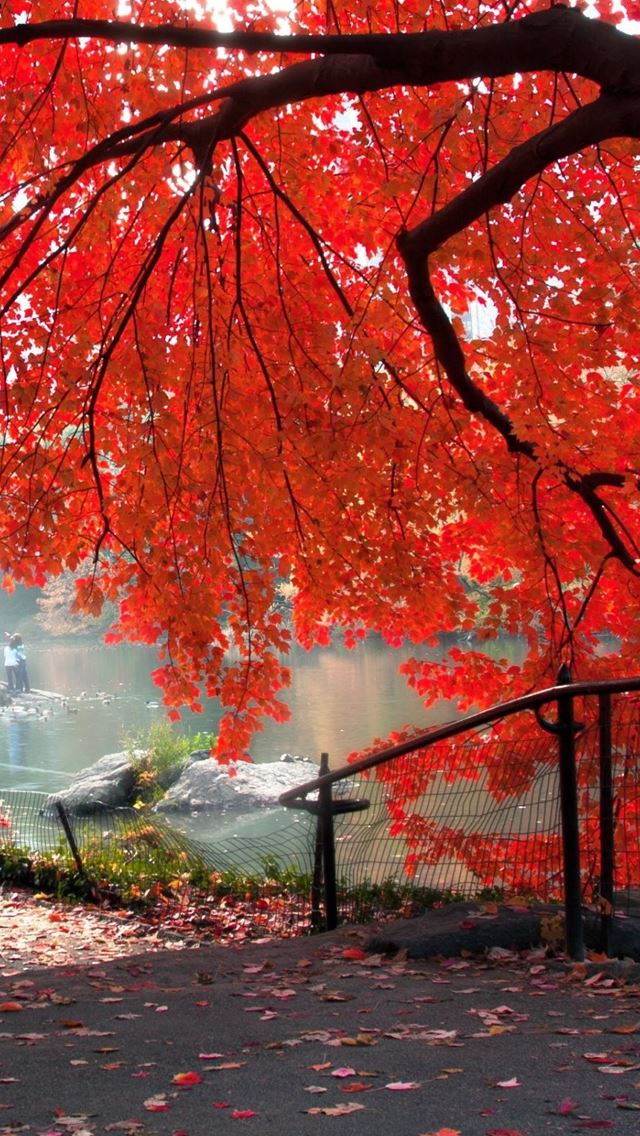 640x1136 Nature Hillside Red Maple Tree - lake iPhone Wallpaper