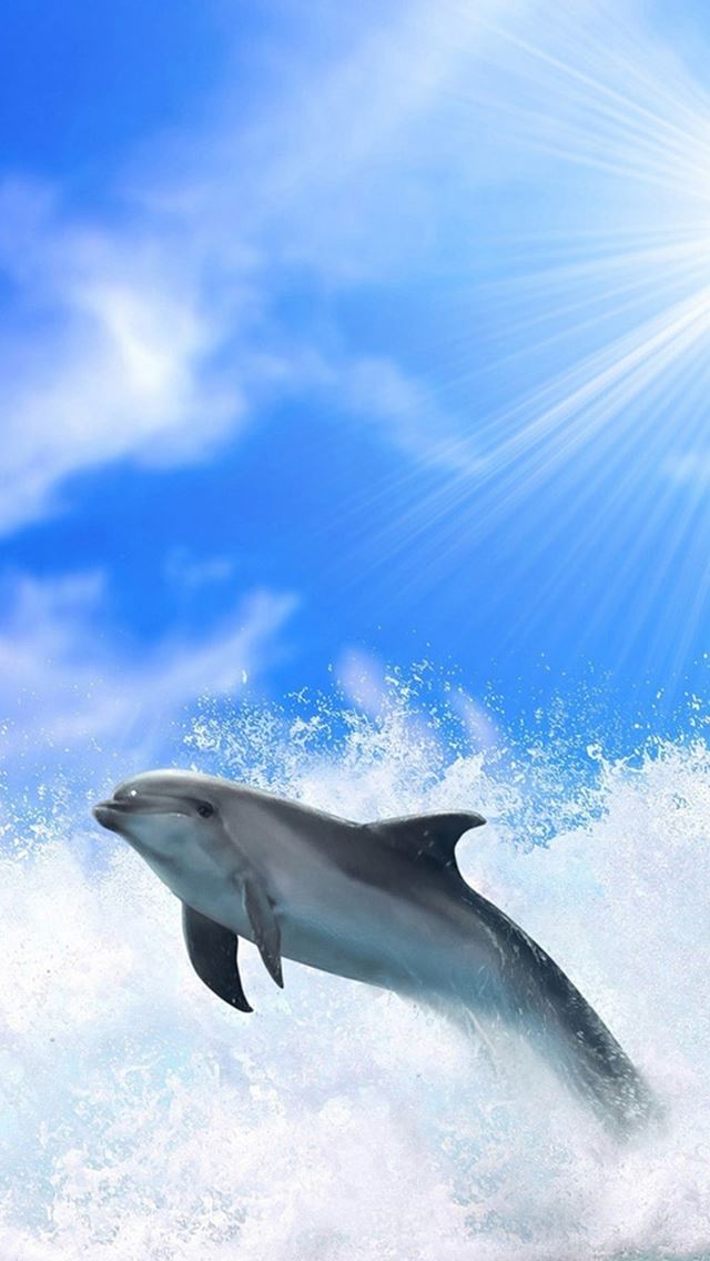 640x1136 Ocean Jumping Dolphin Under Sunlight - dolphin iPhone Wallpaper