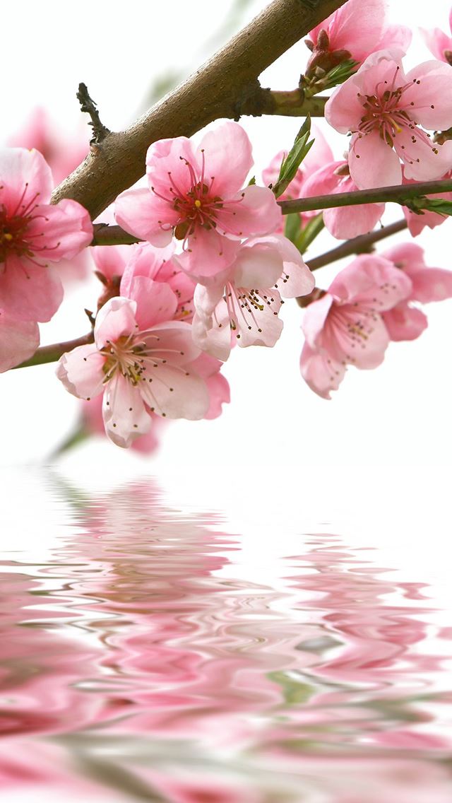 640x1136 Nature Spring Fresh Plum Branch Over Water - reflection iPhone Wallpaper