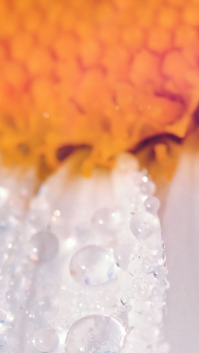 640x1136 Flower Raindrop Orange Nature Macro - petal iPhone Wallpaper