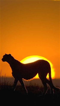 African Leopard Wild Grassland wallpaper