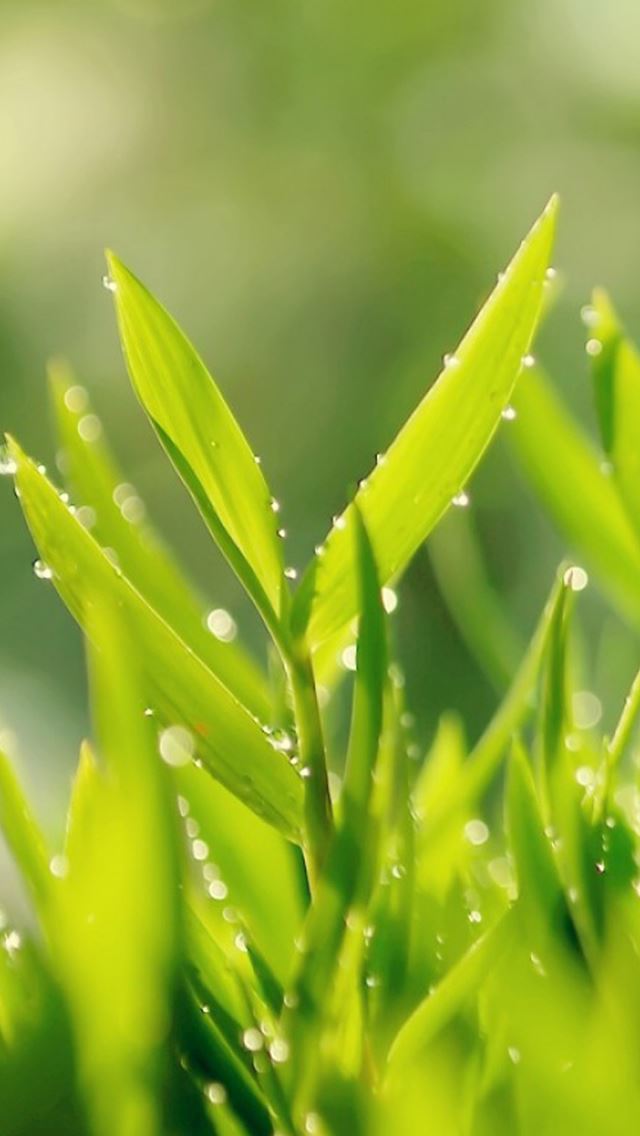 640x1136 Pure Morning Leafy - water drop iPhone Wallpaper