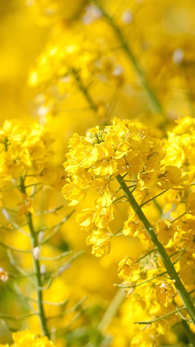 640x1136 Nature Spring Yellow Cole Flowers Branch Macro - blossom iPhone Wallpaper