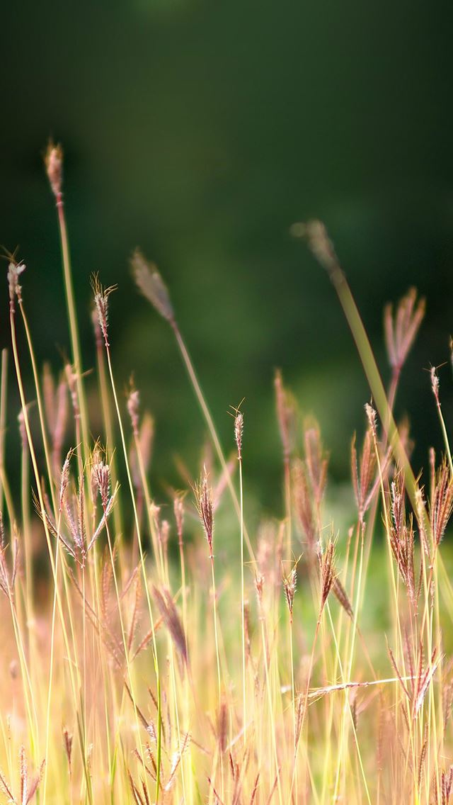 640x1136 Reed Weed Flower Field Nature Green - pure iPhone Wallpaper