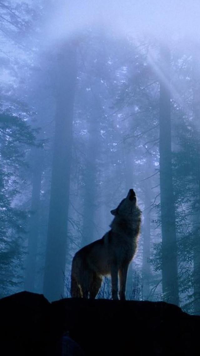 640x1136 Twilight Foggy Forest Wolf Howl - sunlight iPhone Wallpaper