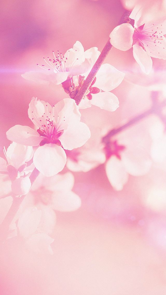 640x1136 Flower Pink Cherry Blossom Flare Nature - beautiful iPhone Wallpaper