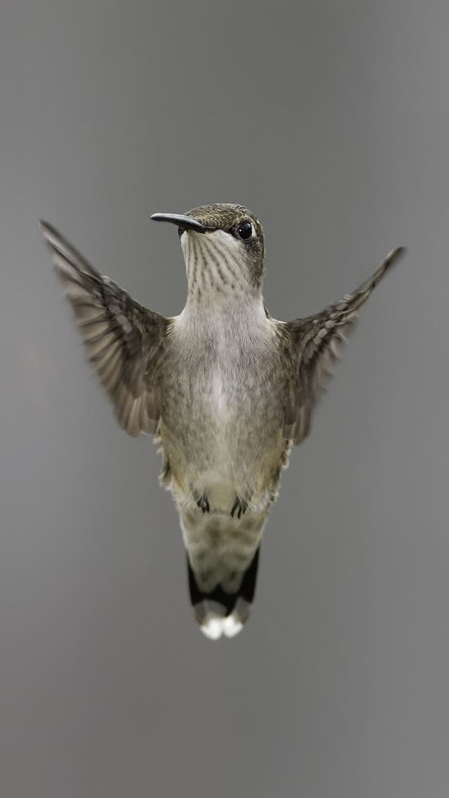 640x1136 Bird Wing Flapping Blurring - wing iPhone Wallpaper