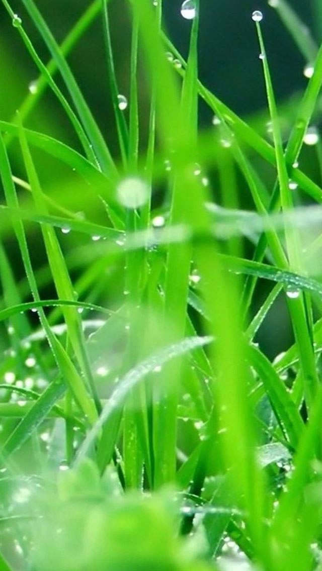 640x1136 Fresh Dew Grass leaves After Rain - dew iPhone Wallpaper