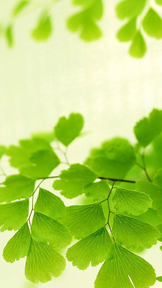 640x1136 Nature Bright Ginkgo Tree Leaves - branch iPhone Wallpaper