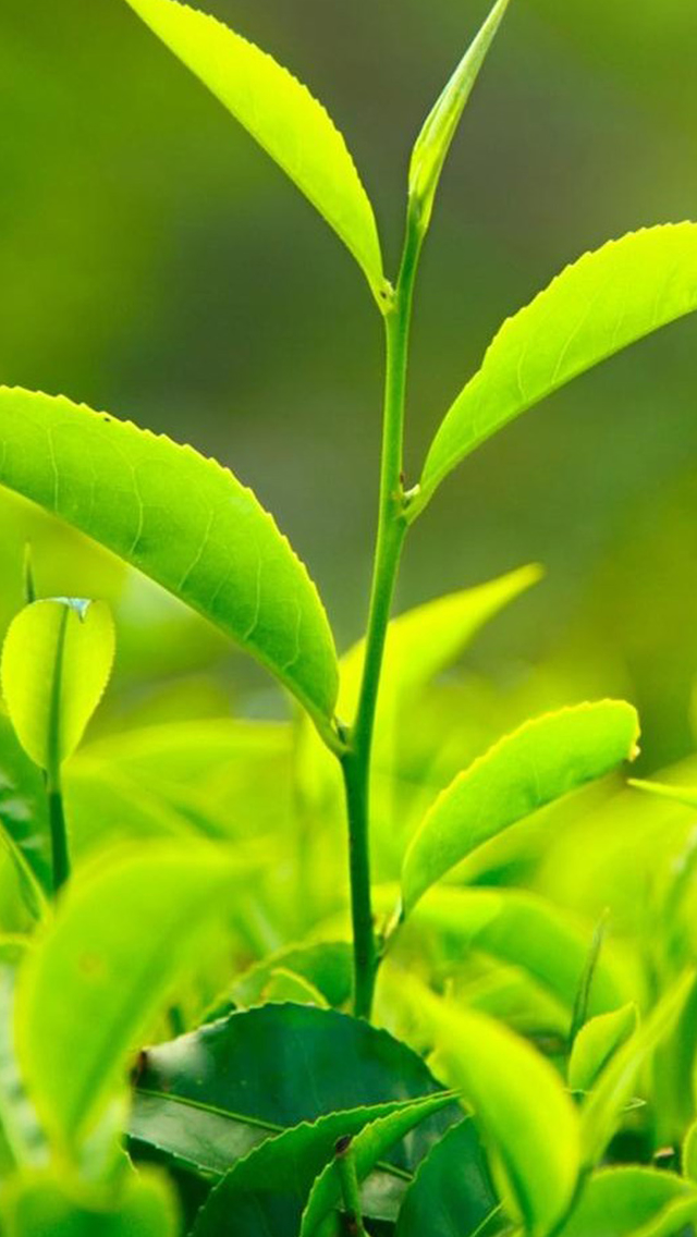 Nature Fresh Vitality Tea Leaf Bud Close Up iPhone wallpaper 