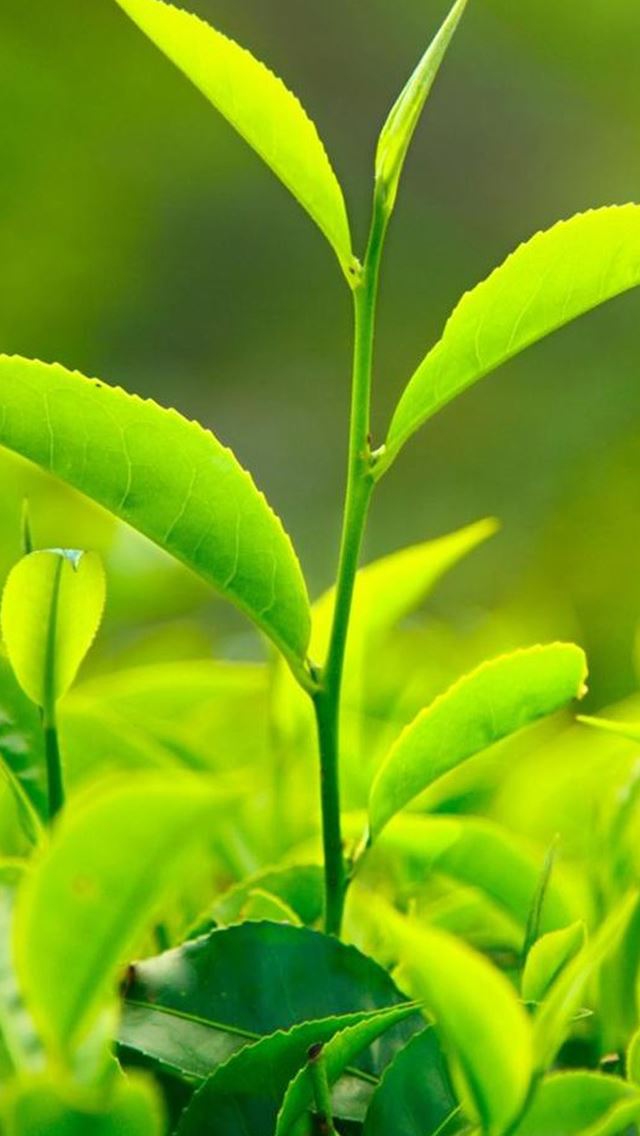 640x1136 Nature Fresh Vitality Tea Leaf Bud Close Up - tea iPhone Wallpaper