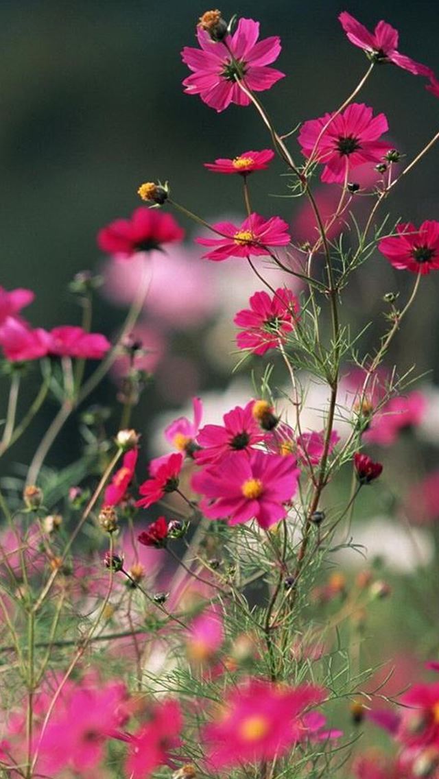 640x1136 Nature Beautiful Galsang Flower Filed - beautiful iPhone Wallpaper