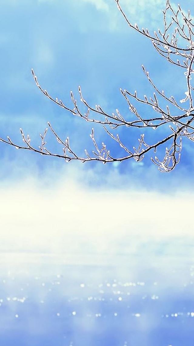 640x1136 Nature Winter Clear Sunny Tree Branch Skyscape - tree iPhone Wallpaper